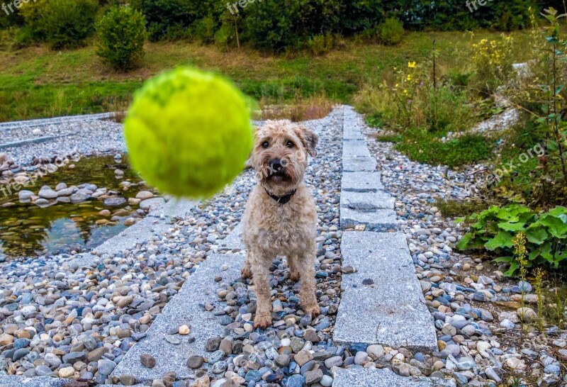 Dog Ball Play Wet Dog Wet