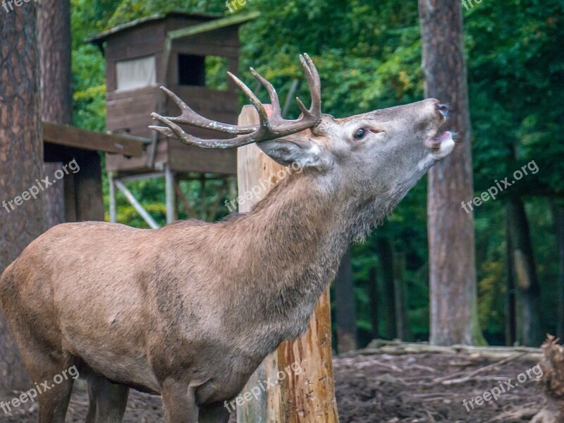 Hirsch Rut Nature Antler Free Photos