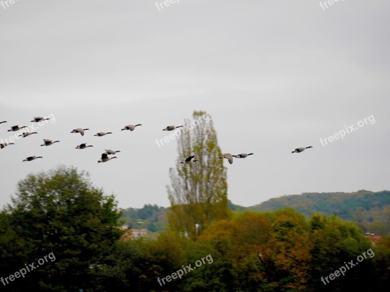 Birds Migratory Birds Geese ökosee Wild Geese