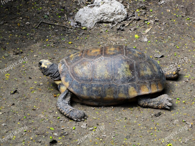 Turtle Reptile Shell Wildlife Tortoise