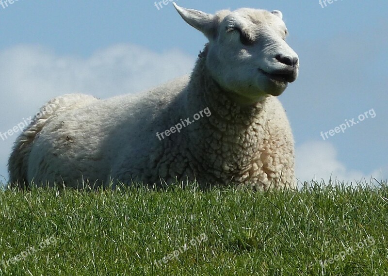 Sheep Spring Animals Grass Outdoor Life