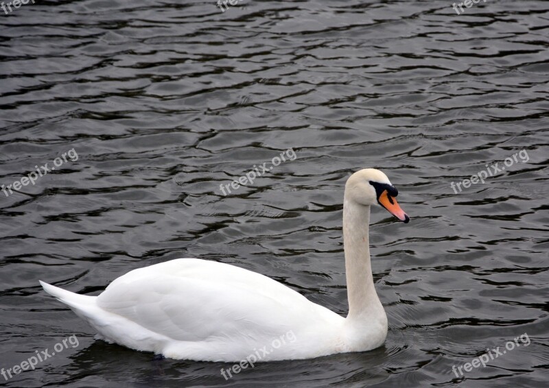 White Swan River Swimming Free Photos