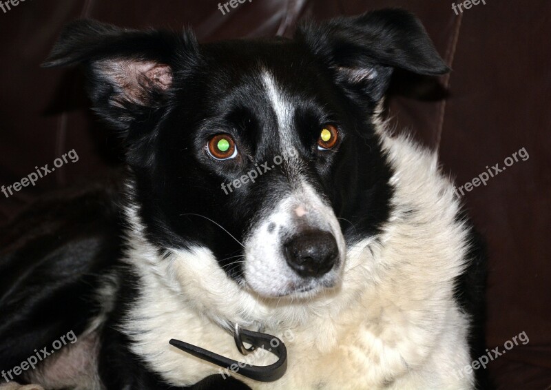 Black And White Sheep Dog Behaved Free Photos