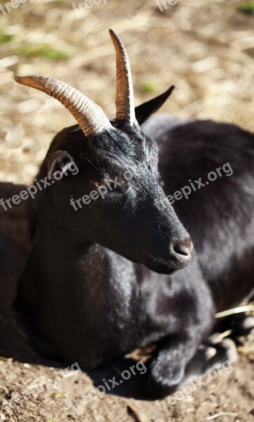 Black Leather Pet Horns Antlers Farmhouse