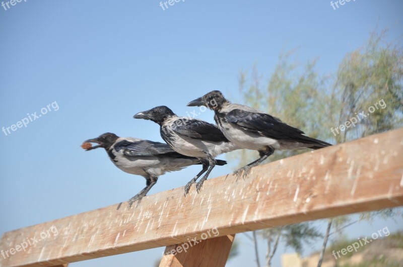 Crow Raven Rook Nature Black