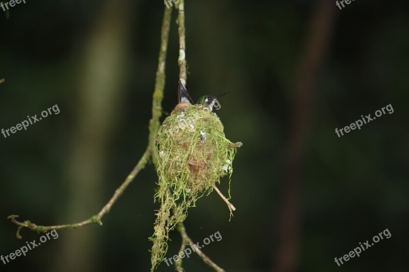 Hummingbird Nests Wildlife Nature Young