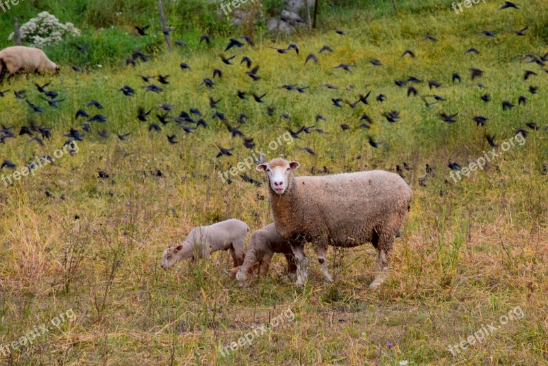 Sheep Lamb Ewe Farm Agriculture