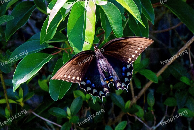 Butterfly Papilio Machaon Butterfly Queen Machaon Wing