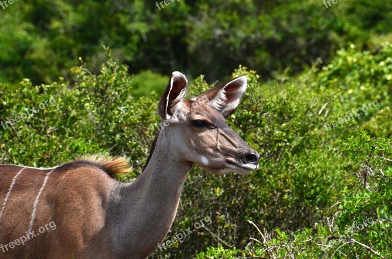 Africa Safari Kudu Wild Animal Free Photos