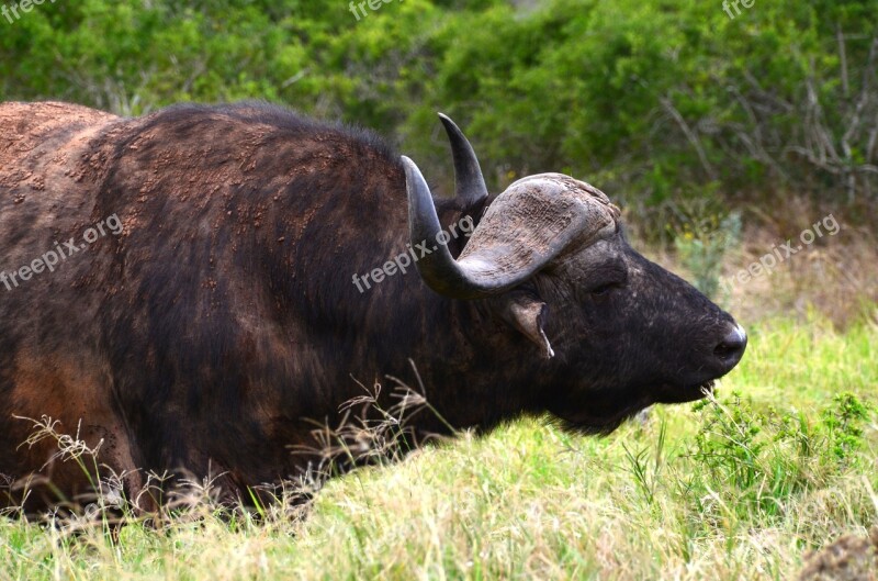 Water Buffalo Big Five Africa Safari African Buffalo