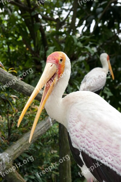 Zoo Bird Bird Park Kuala Lumpur Bird Park Malaysia