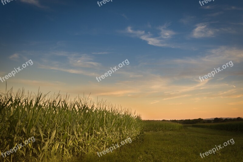 Farm Sunset Corn Agriculture Rural