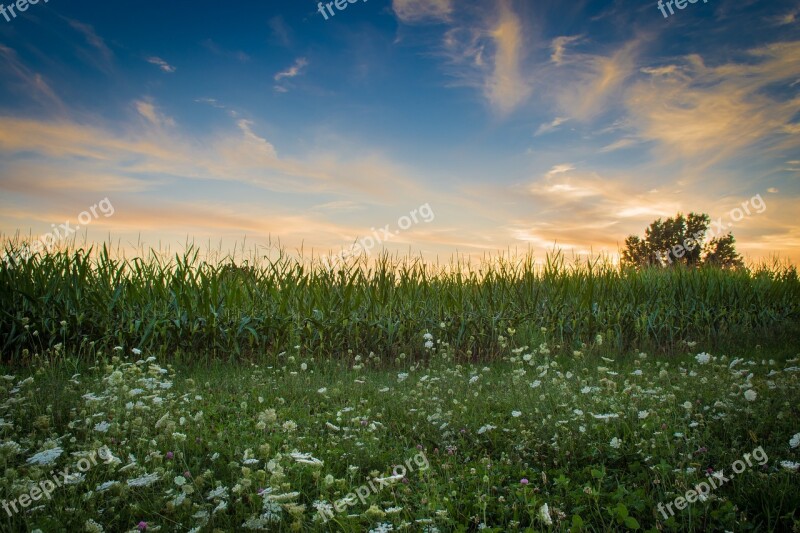 Field Farm Corn Harvest Queen Anne's Lace