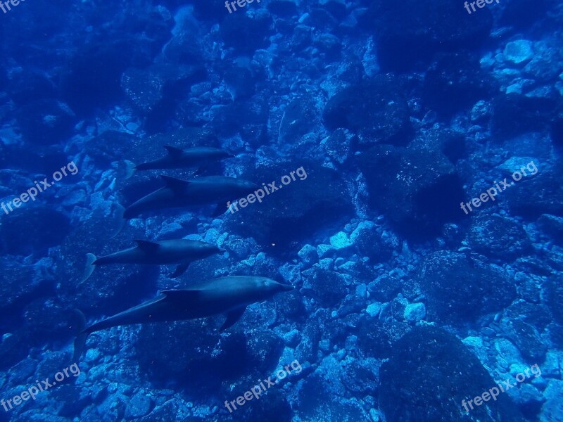 Sea Dolphin Blue In Water Diving