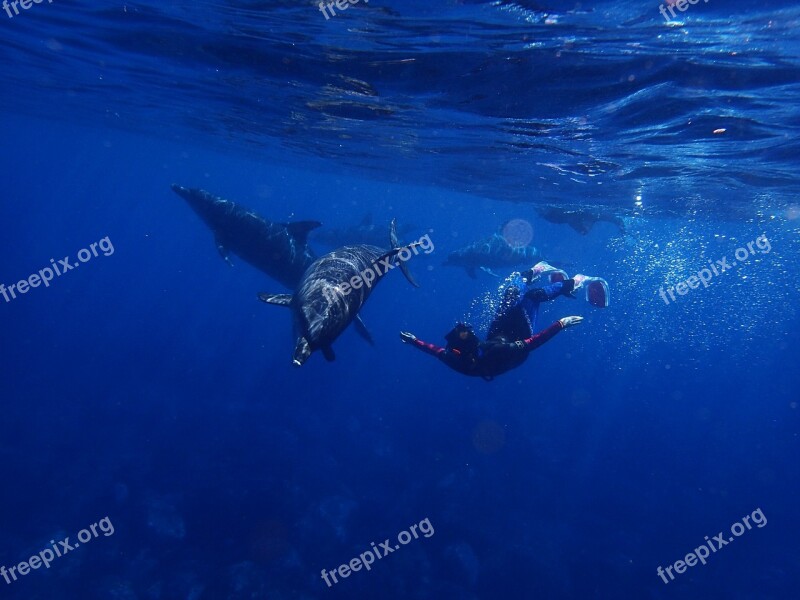 Sea Dolphin Blue In Water Diving