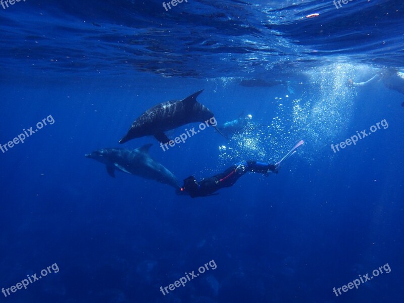 Sea Dolphin Blue In Water Diving