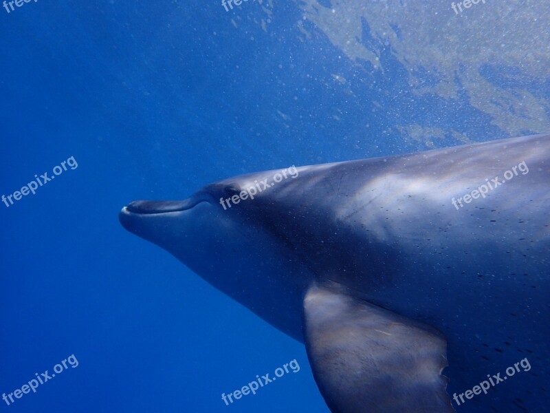 Sea Dolphin Blue In Water Diving