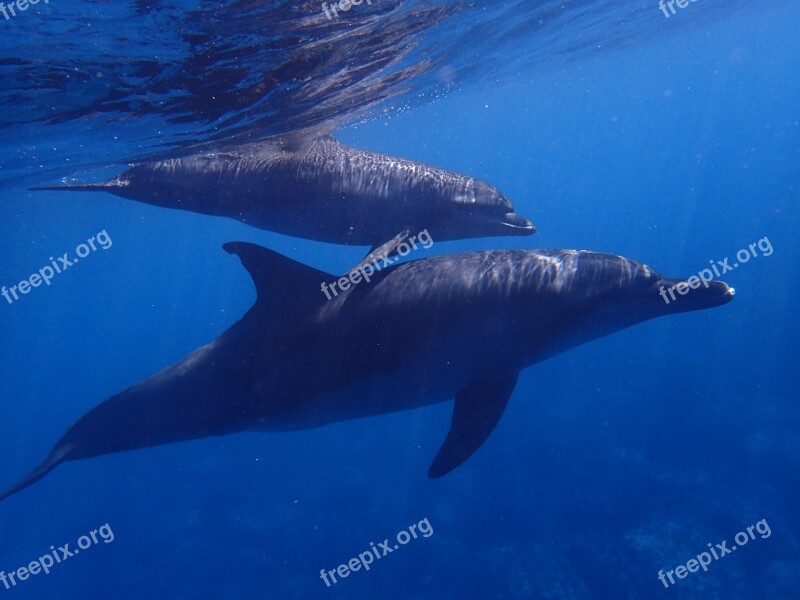 Sea Dolphin Blue In Water Diving