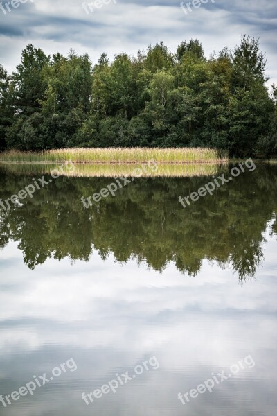 Lake Mirroring Reed Forest Water