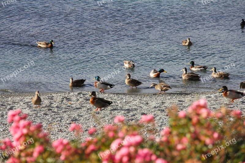 Duck Scenics Amazing Beautiful Mountain