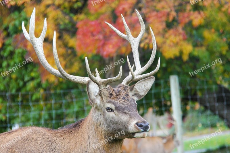 Deer Scenics Amazing Beautiful Mountain