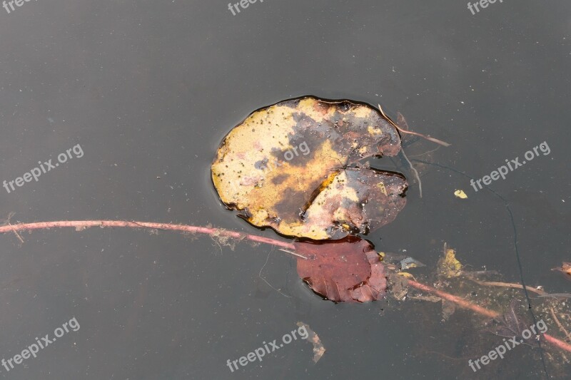 Pond Lake Leaf Lily Pad Beech Leaf