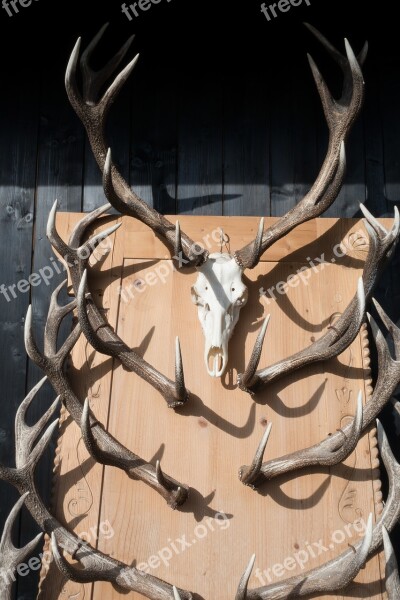 Antler Hirsch Trophy Collection Wild