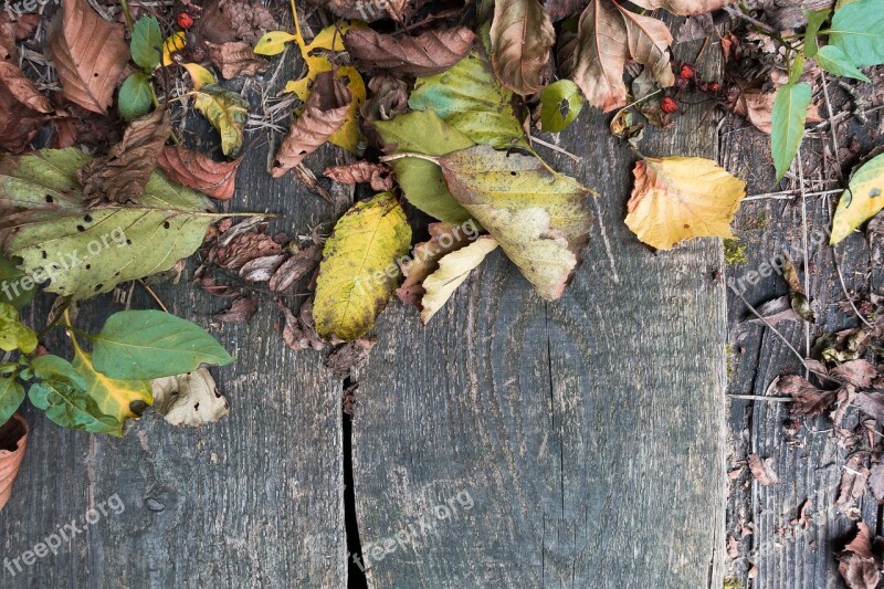 Autumn Leaves Colorful Brown Withers