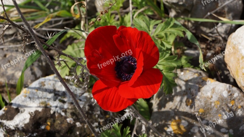 Windflower Green Red Petals Rocks Mountain