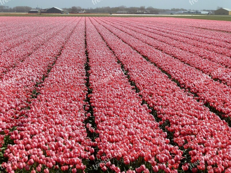 Tulip Flower Spring Holland Bulbs