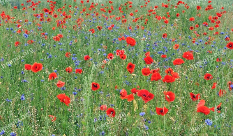 Klatschmohn Cornflower Field Pointed Flower Flower Meadow