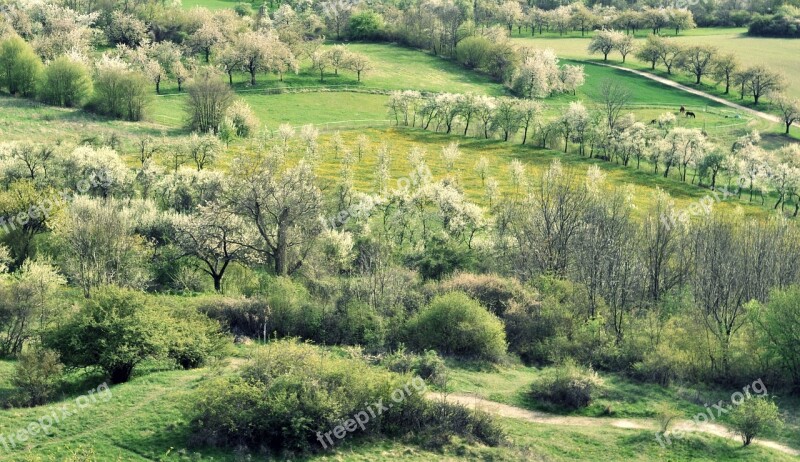 Spring Cherry Blossom Trees White Blossom