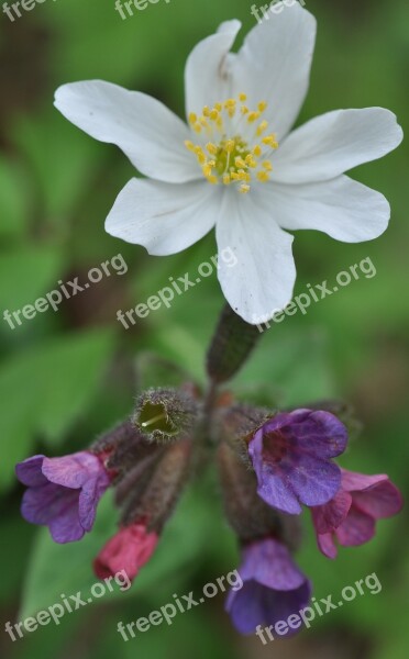 Spring Wood Anemone Lungwort Blossom Bloom