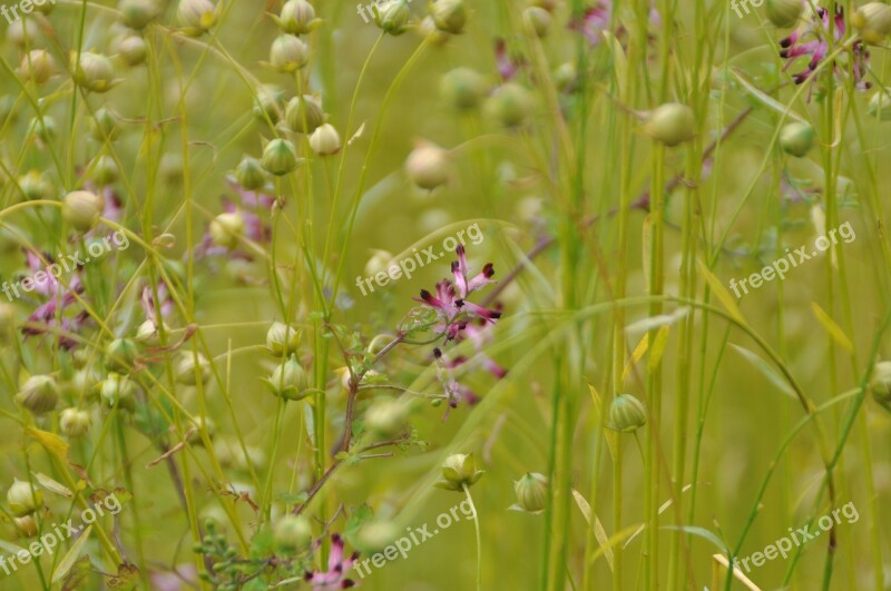 Meadow Flowers Green Flower Meadow Summer