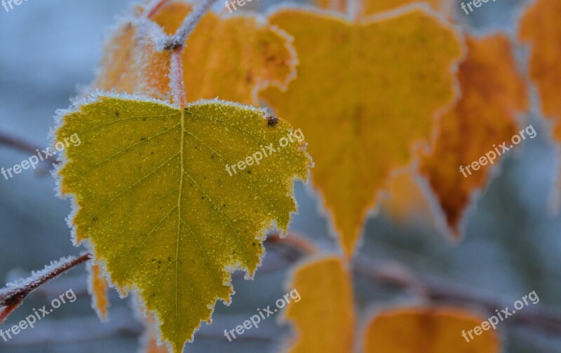 Autumn Frost Hoarfrost Frozen Cold