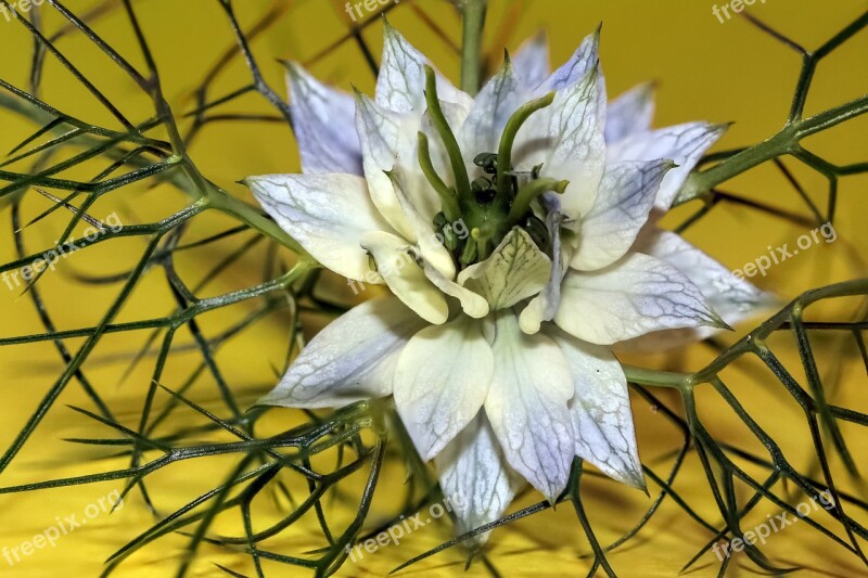 Virgin In The Green Flower Cottage Garden Nigella Damascena In The Stauden Gretl