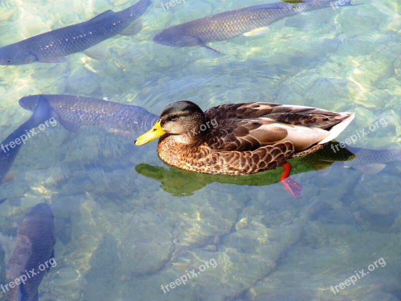 Water River Duck Trout Nature