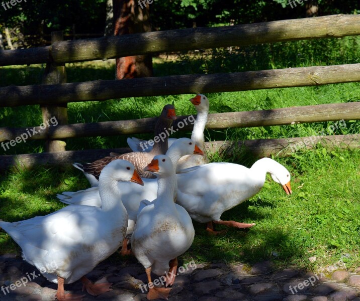 Goose Geese Bird Feather Poultry