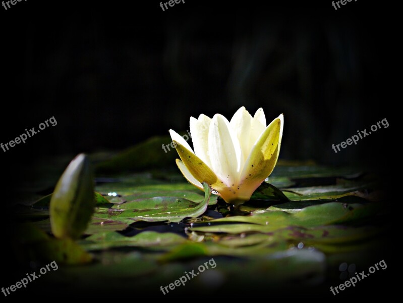 Viz Flower Water Lily Nature Green