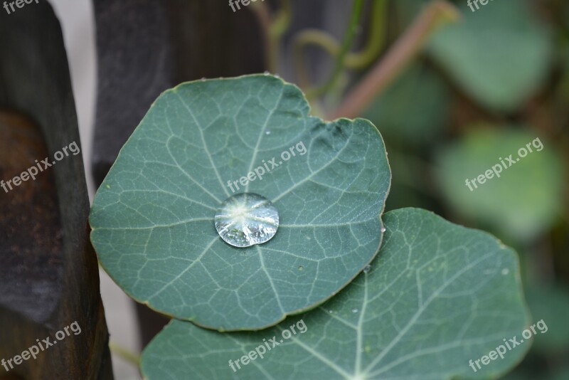 Drop Of Water Pearl Drip Leaf Free Photos