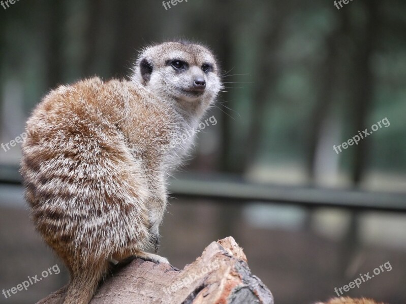 Meerkat Nature Curious Vigilant Free Photos