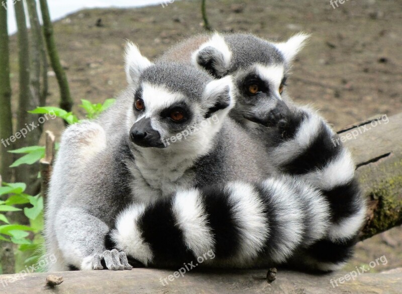 Ring-tailed Lemur Monkey Monkeys Black White Long Tail