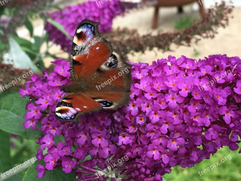 Butterfly Blossom Bloom Close Up Flower And Butterfly