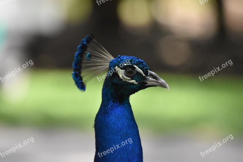 Peacock Bird Zoo Animal Head