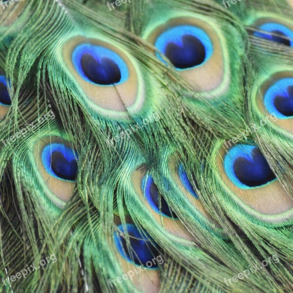 Peacock Feathers Bird Free Photos