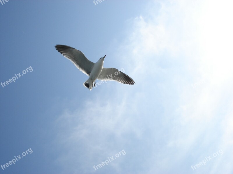 Autumn Sky Seagull Muuido Wing Flight