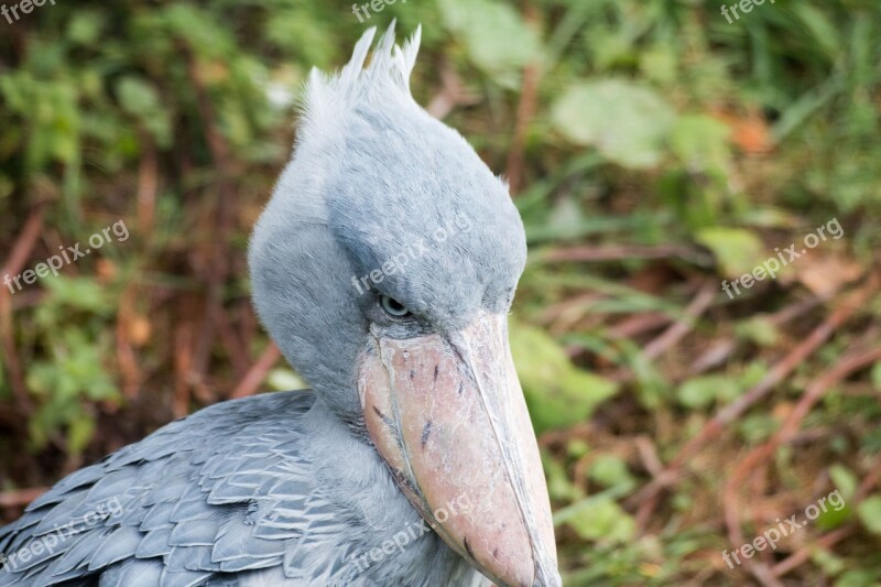 Nil Beak-in-hoof Bird Blue Animals Blue Bird