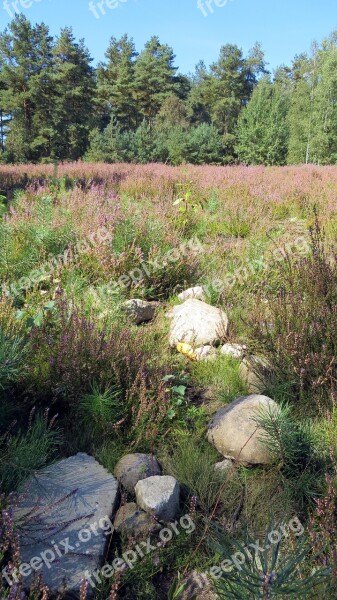 Lüneburg Heath Heide Heather Blossoms Plant Landscape