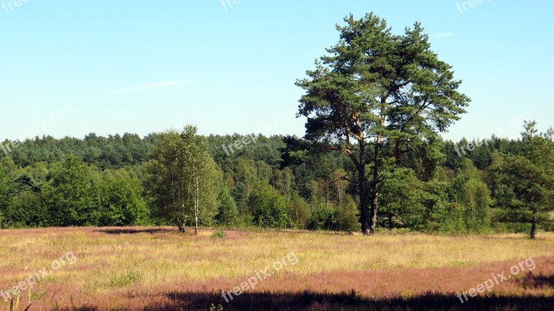 Lüneburg Heath Heide Heather Blossoms Plant Landscape