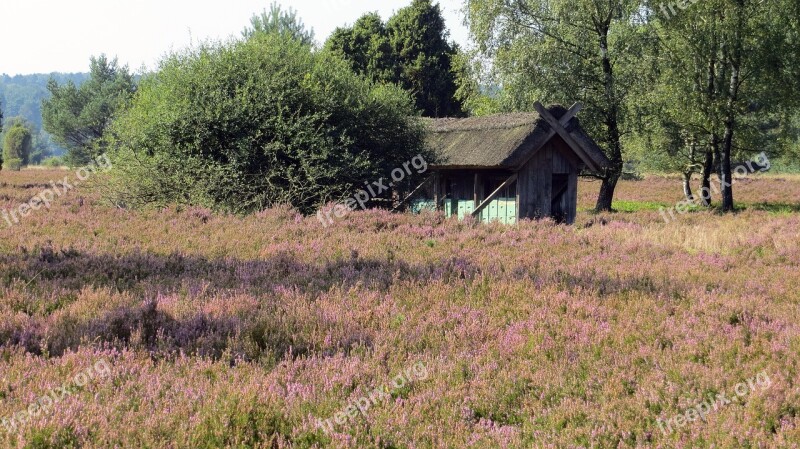 Lüneburg Heath Heide Heather Blossoms Plant Landscape